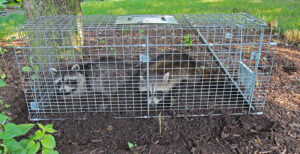 Animal Control in Forney, TX: The Professional Edge animal control forney