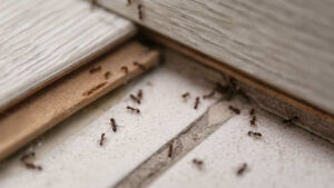 Prevention Tips for Ant Infestations in Your Kitchen ant control experts