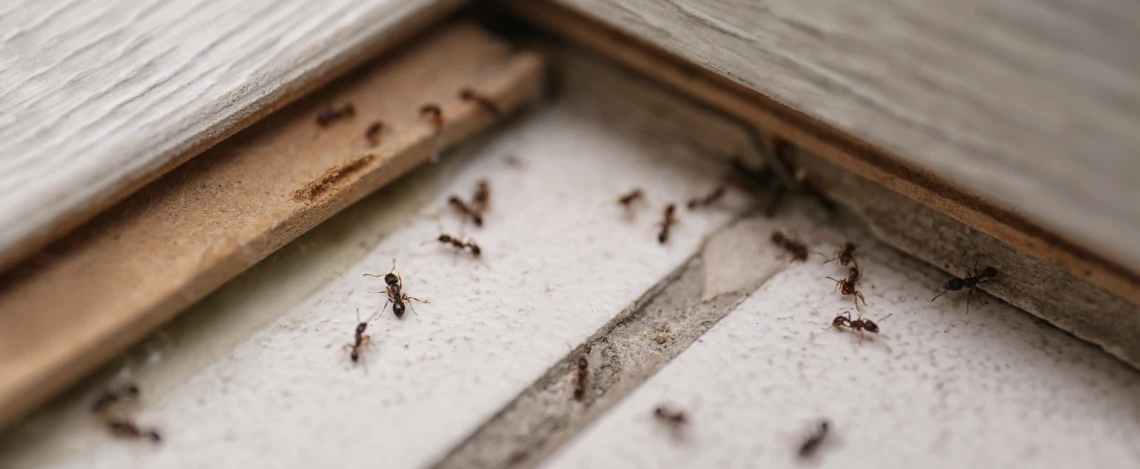 expert ant control service