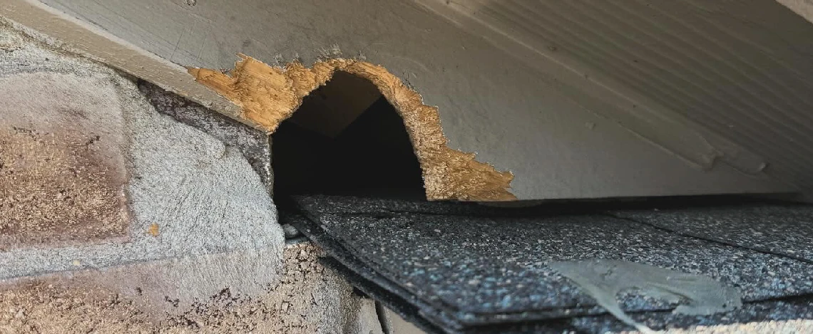 pest control services in fate tx