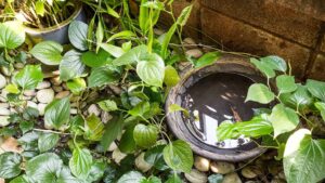 Beyond the Buzz: Health Risks of Mosquito Populations Around Your Home mosquito breeding control service