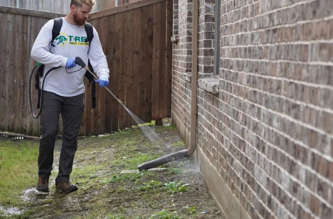 Professional ant control service in Fate, TX