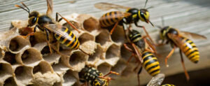 Stinging Insect Control: Protecting Your Outdoor Activities This Summer common stinging insects identification Fate, TX
