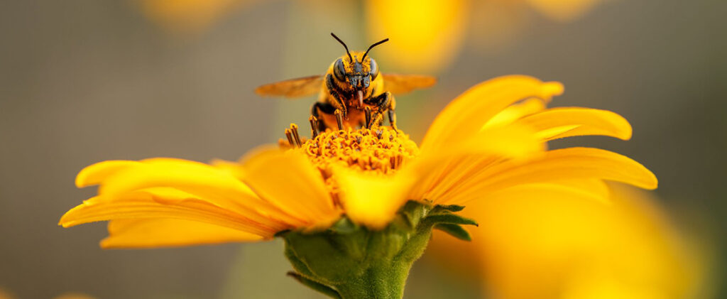 outdoor activity protection stinging insects in Fate, TX