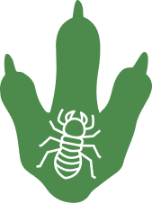 Termite Control Service