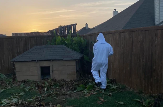 Wasp and bee control services in Fate, TX