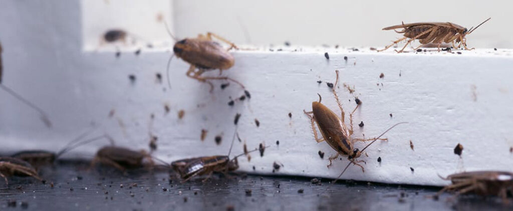 commercial cockroach control texas