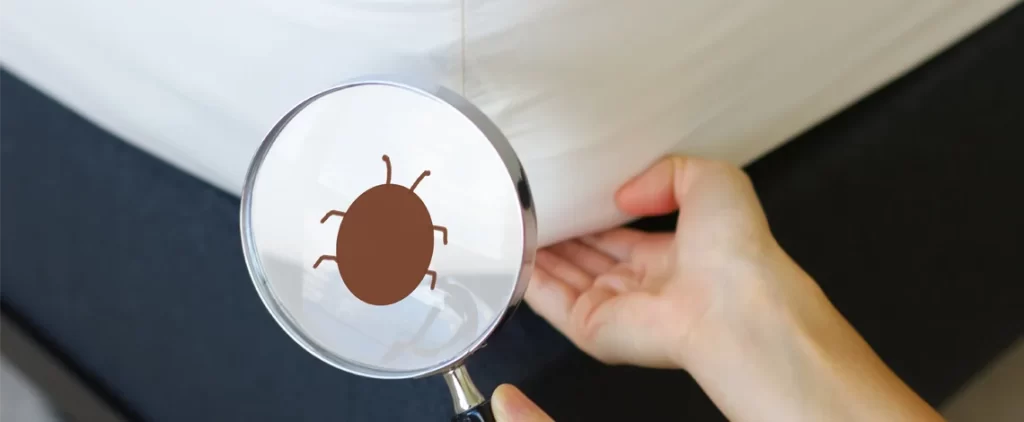 bed bugs in hotel