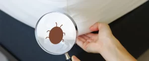 Bed Bugs in Hotels: The Early Fall Travel Spike bed bugs in hotel