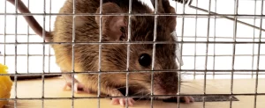 Why Fall Is a Key Time for Rodent Prevention in Texas Homes professional rodent control for texas homes