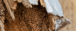 Subterranean vs. Drywood Termites: Which Is More Destructive in North Texas? subterranean-and-drywood-termites-in-north-texas