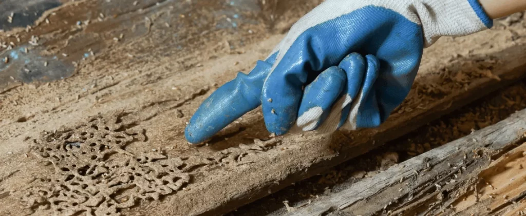 termite swarmers in spring
