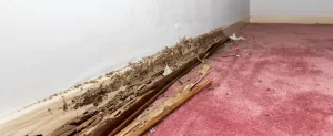 Are Termites Covered by Homeowners Insurance in Texas? (2026 Update) termites covered by homeowners insurance in texas