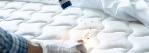 Bed Bugs In Rockwall County: Signs, Hiding Spots, And Treatment Options bed bugs in rockwall county signs hiding spots and treatment
