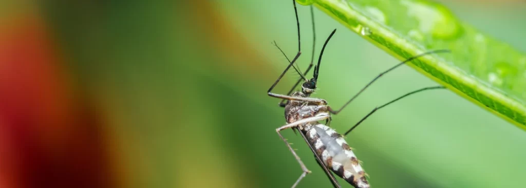 mosquito control rockwall tx lake ray hubbard