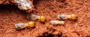 Does Landscaping Attract Termites? The Mulch & Moisture Problem Explained mulch termites landscaping termite risk texas