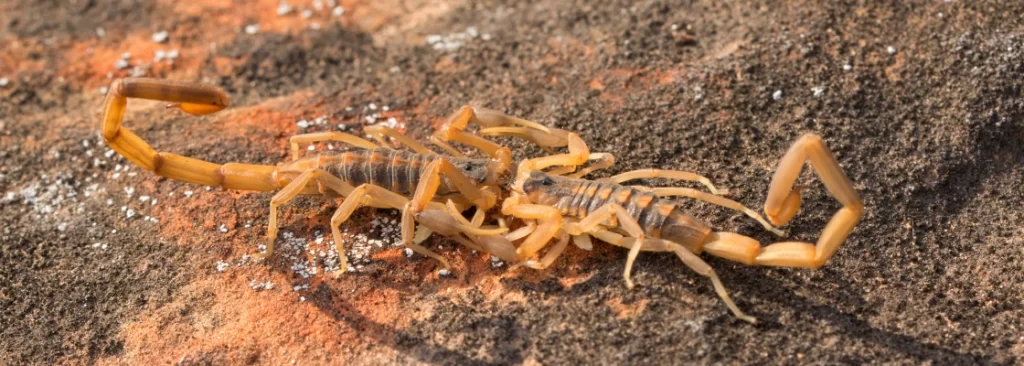 scorpions in north texas