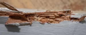 Termite Bonds Explained: Are They Worth It for Texas Homeowners? termite bond texas home protection