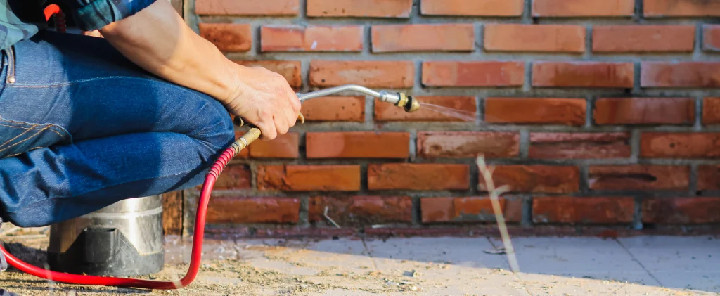 timelines from texas termites infestations