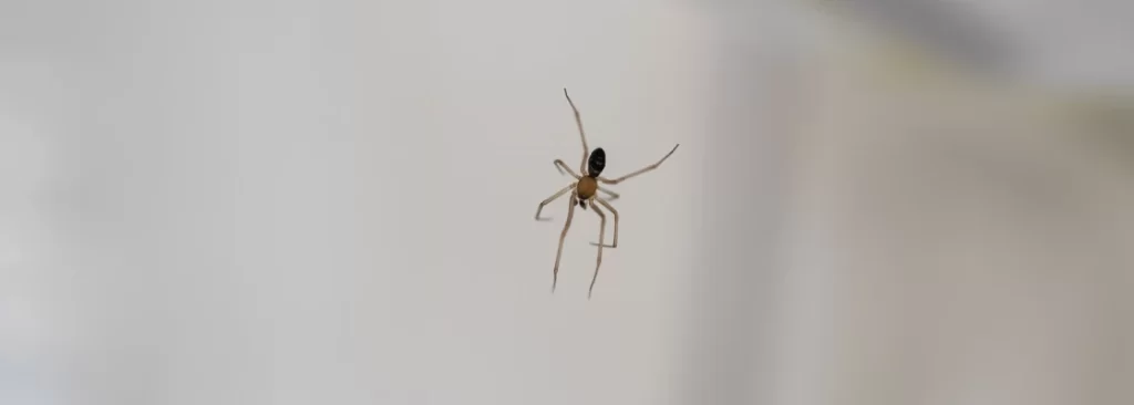 common fall pests texas homes