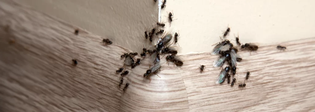 fall ant problems in texas