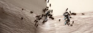 Fall Ant Problems in Texas: Why Are They Coming Inside? fall ant problems in texas