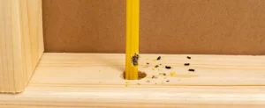 Why Your Garage Is Suddenly Full of Rodent Droppings garage full of rodent droppings