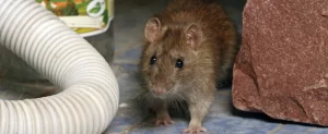 Why Rats and Mice Start Invading Texas Homes in the Fall rats and mice invading texas homes