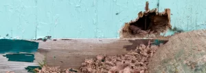 Why Rodent Problems Can Get Worse During a Texas Winter texas winter rodent problems
